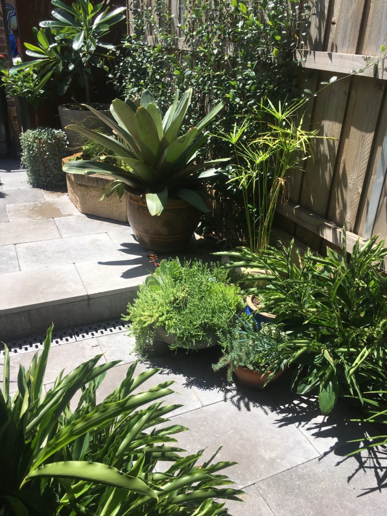 Horticultural Services Inner West Appleseed Gardening