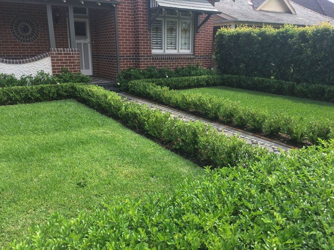 Appleseed Gardening Haberfield 062