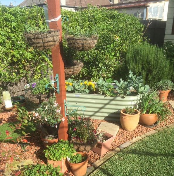 Appleseed Gardening Marrickville 075